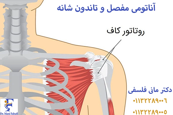 تاندون شانه